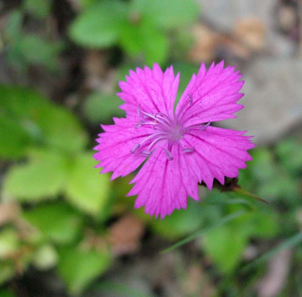 Dianthus carthusianorum