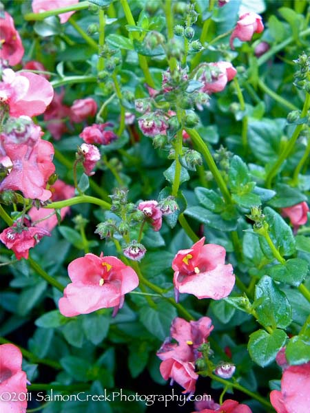 Diascia Coral Belle