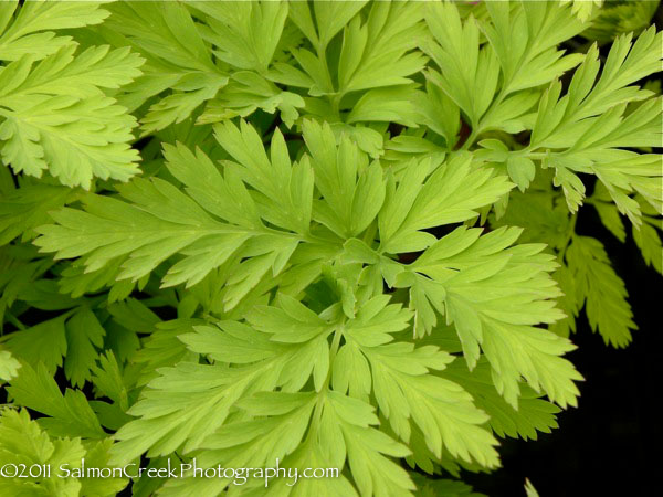 Dicentra spectabilis ‘Gold Heart’