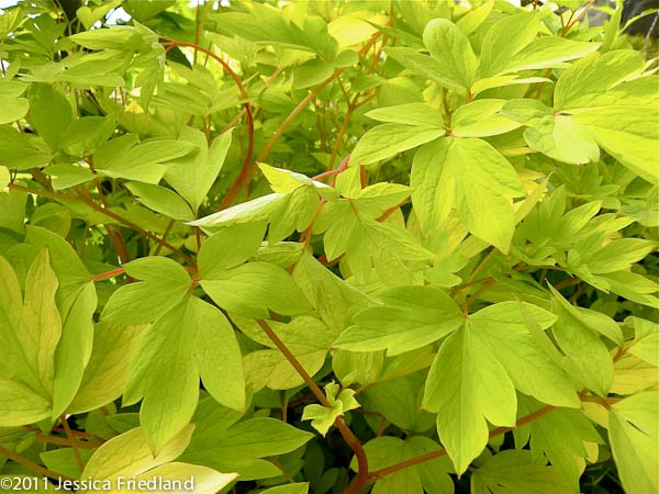 Dicentra spectabilis Gold Heart