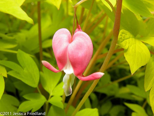 Dicentra spectabilis Gold Heart