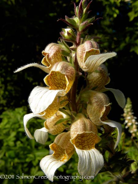 Digitalis trojana at Digging Dog Nursery