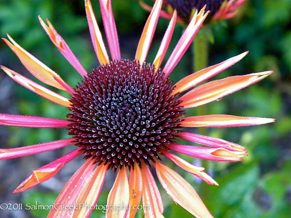 Echinacea Big Sky? ‘Sundown’