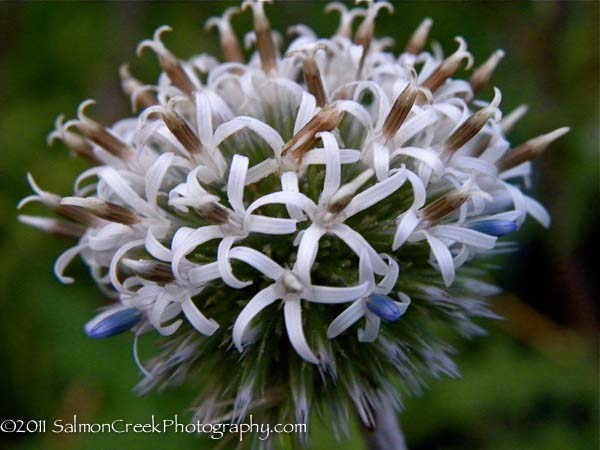 Echinops sphaerocephalus ‘Arctic Glow’