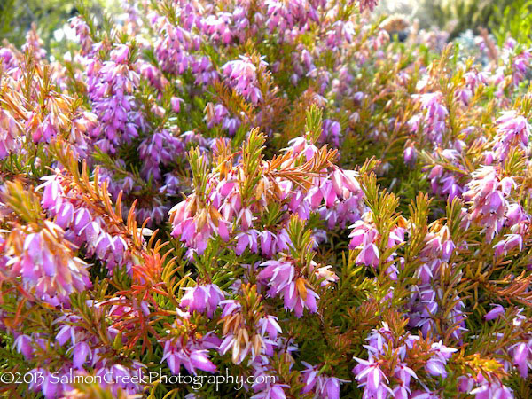 Erica carnea Pink Spangles