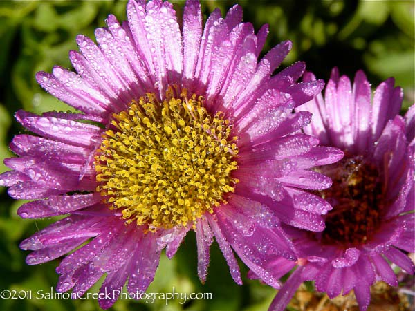 Erigeron glaucus ‘Sea Breeze’