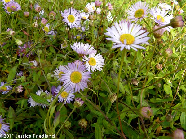 <i>Erigeron</i> x <i>moerheimii</i>