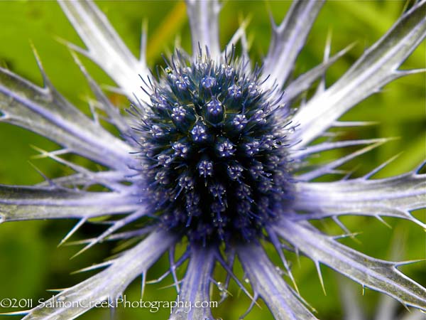 Eryngium Sapphire Blue