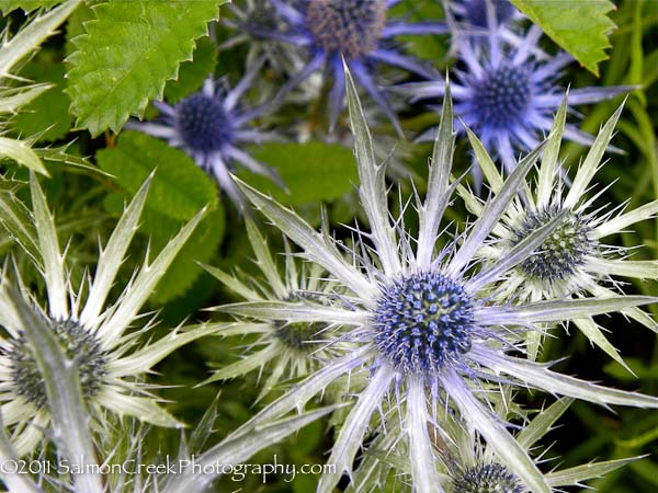 Eryngium ‘Sapphire Blue’