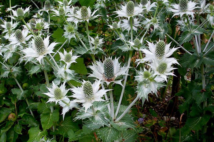 White Glitter - Eryngium Seed