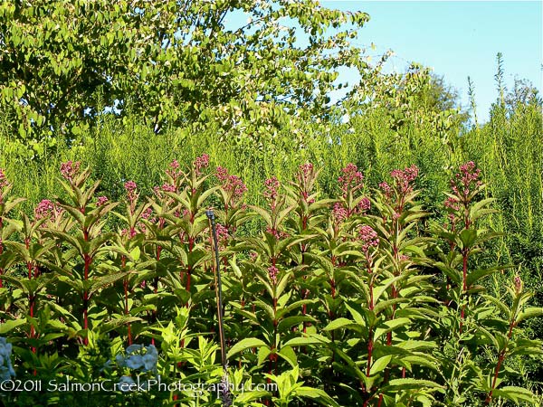 Eupatorium purpureum