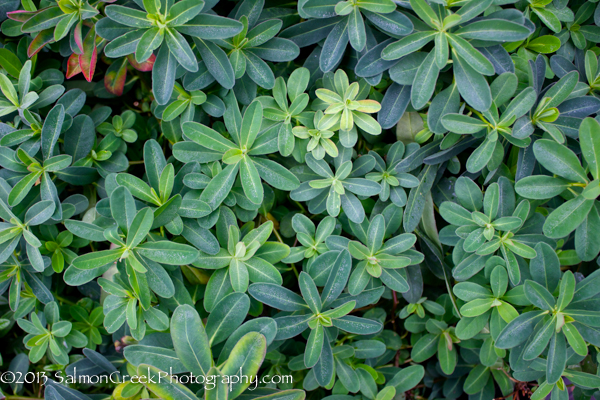 Euphorbia polychroma Candy