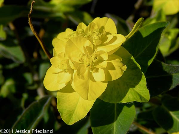 Euphorbia polychroma ‘Candy’