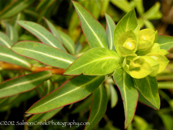 Euphorbia Excalibur