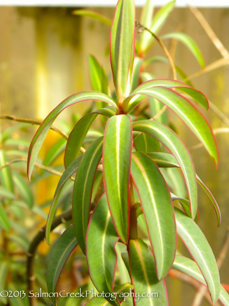 Euphorbia Excalibur