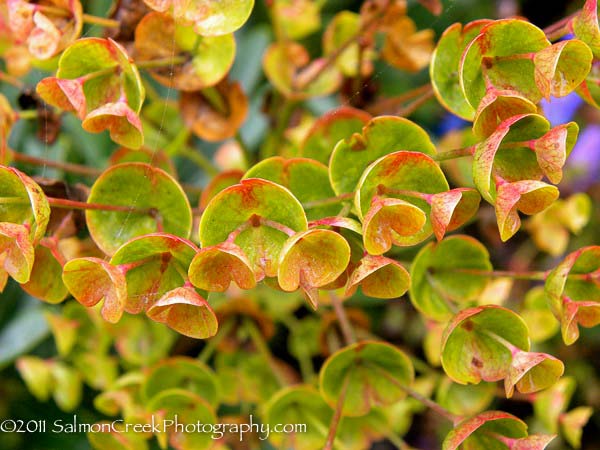 Euphorbia ‘Helen Robinson’