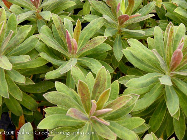 Euphorbia Jade Dragon