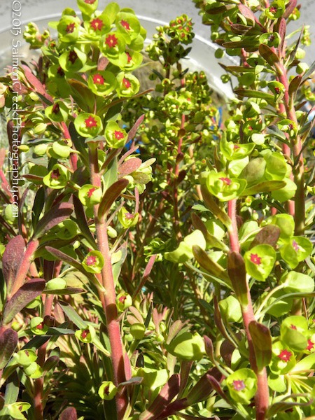 Euphorbia characias ssp. wulfenii ‘John Tomlinson’