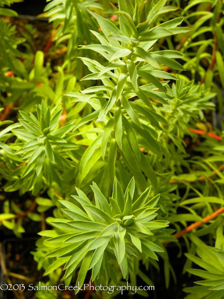 Euphorbia Limewall