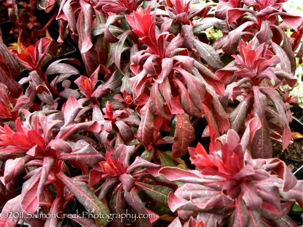 Euphorbia amygaloides ‘Ruby Glow’