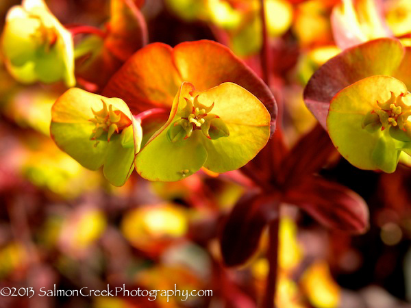 Euphorbia amygaloides ‘Ruby Glow’