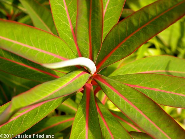 Euphorbia sikkimensis