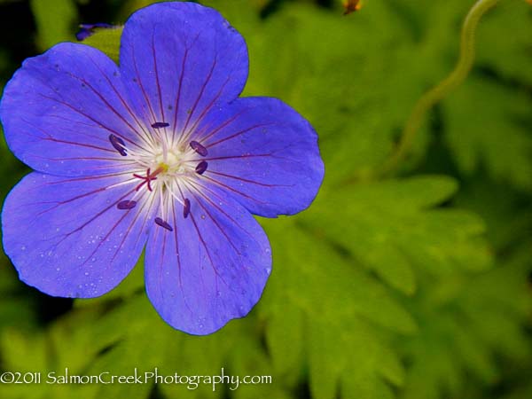 Geranium Brookside