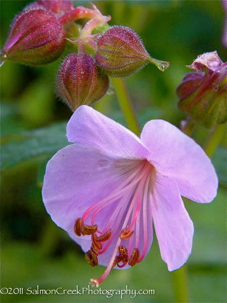 Geranium macrorrhizum Ingwersens Variety