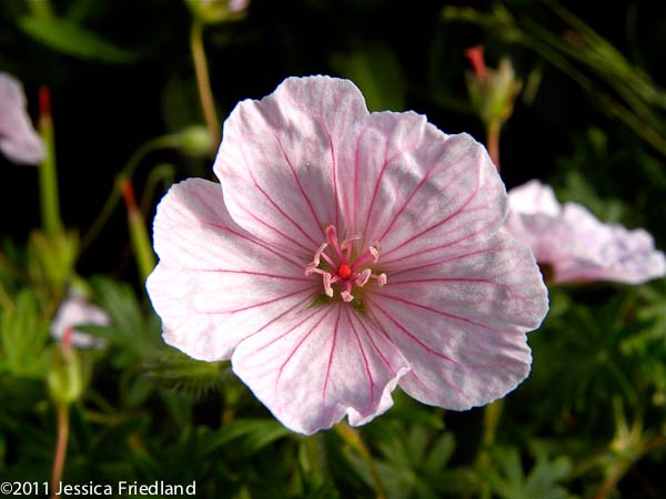 Geranium sanguineum