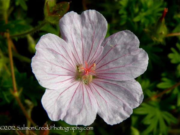 Geranium sanguineum