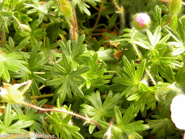 <i>Geranium sanguineum</i> var. <i>lancastriense</i>