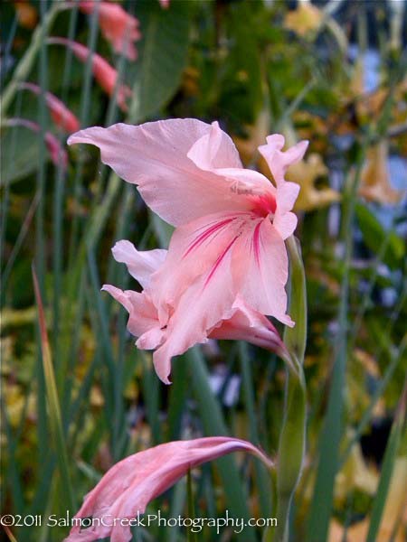 Gladiolus oppositiflorus ssp. salmoneus