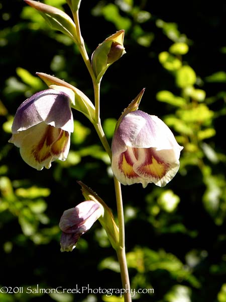 Gladiolus papilio