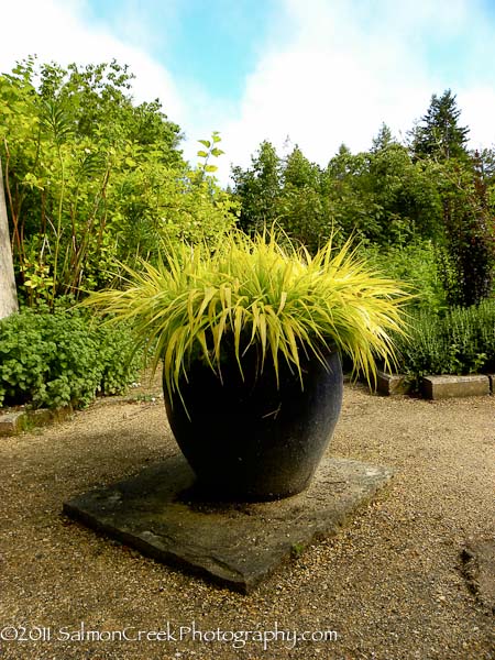 Hakonechloa macra All Gold