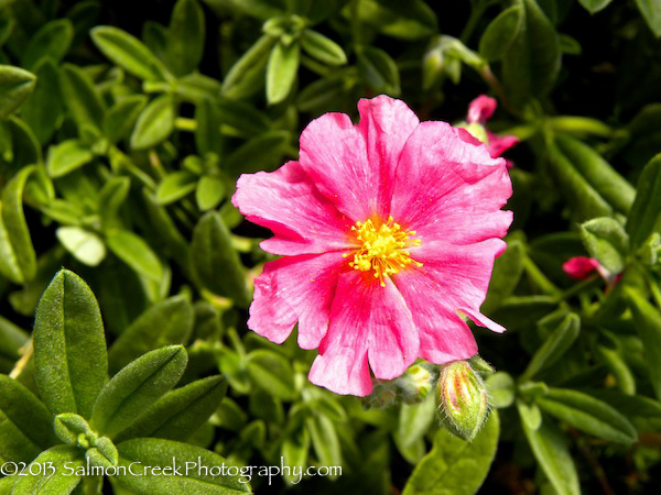 Helianthemum Belgravia Rose