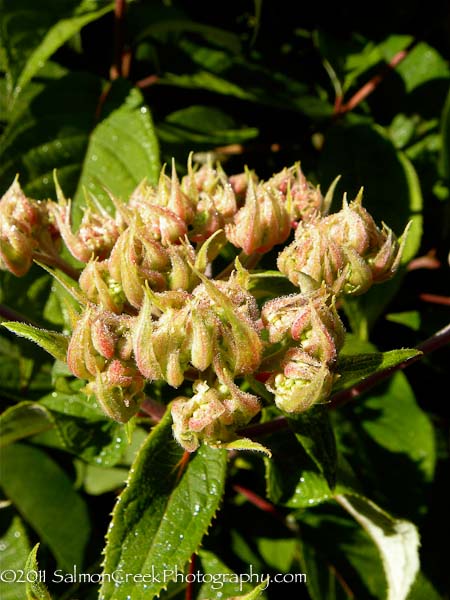 Hydrangea aspera Rocklon