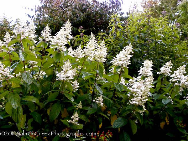 Hydrangea paniculata ‘Unique’