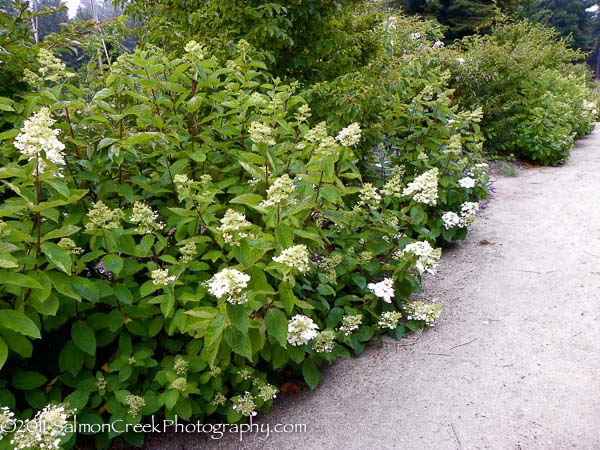 Hydrangea paniculata Unique