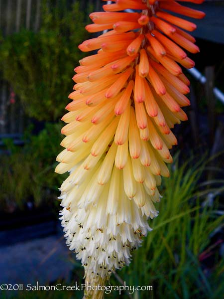 Kniphofia ‘Lye End’