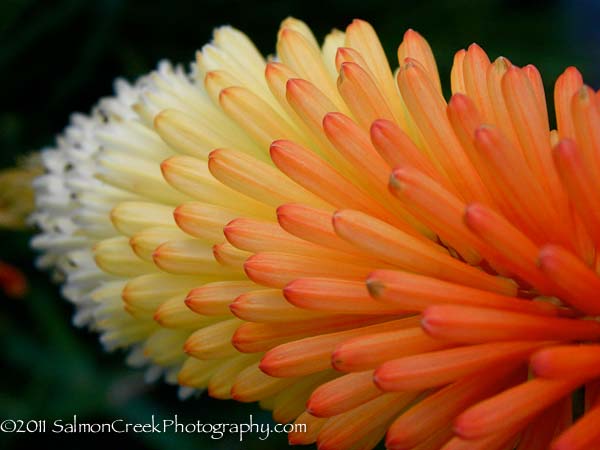 Kniphofia Lye End