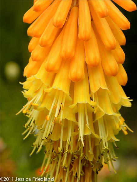 Kniphofia galpinii ‘Orange Flame’