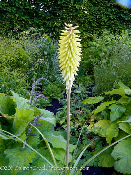 Kniphofia ‘Percys Pride’