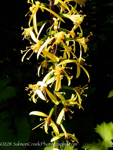 Ligularia stenocephala The Rocket