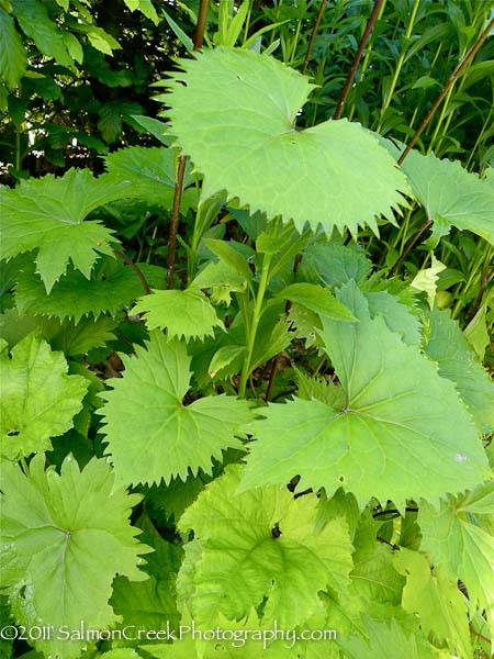 Ligularia stenocephala The Rocket