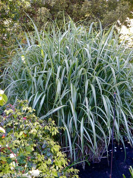 Miscanthus Sinensis Var Condensatus Cosmopolitan At Digging Dog Nursery