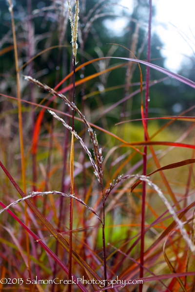 Miscanthus sinensis Positano