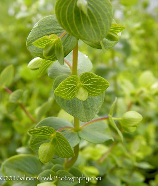 Origanum ‘Kent Beauty’