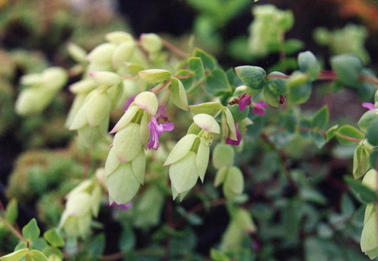 Origanum libanoticum