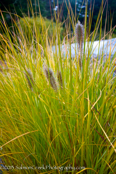 Pennisetum thunbergii 'Red Buttons' (Fountain Grass)