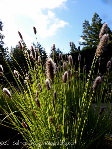 Pennisetum massaicum Red Buttons